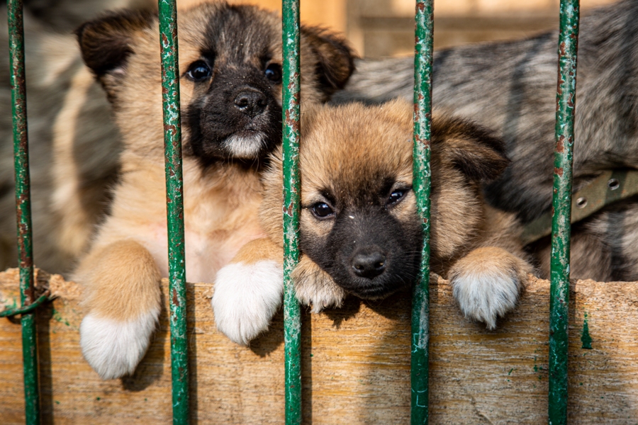Центр помощи бездомным животным в Туле «Любимец» объявляет дни помощи животным без кураторов