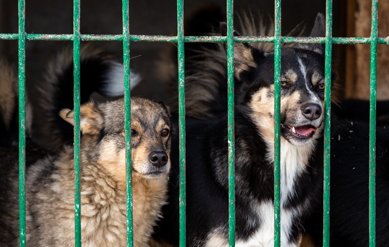 В Туле «Любимец» объявляет майские Дни помощи бездомным животным без кураторов