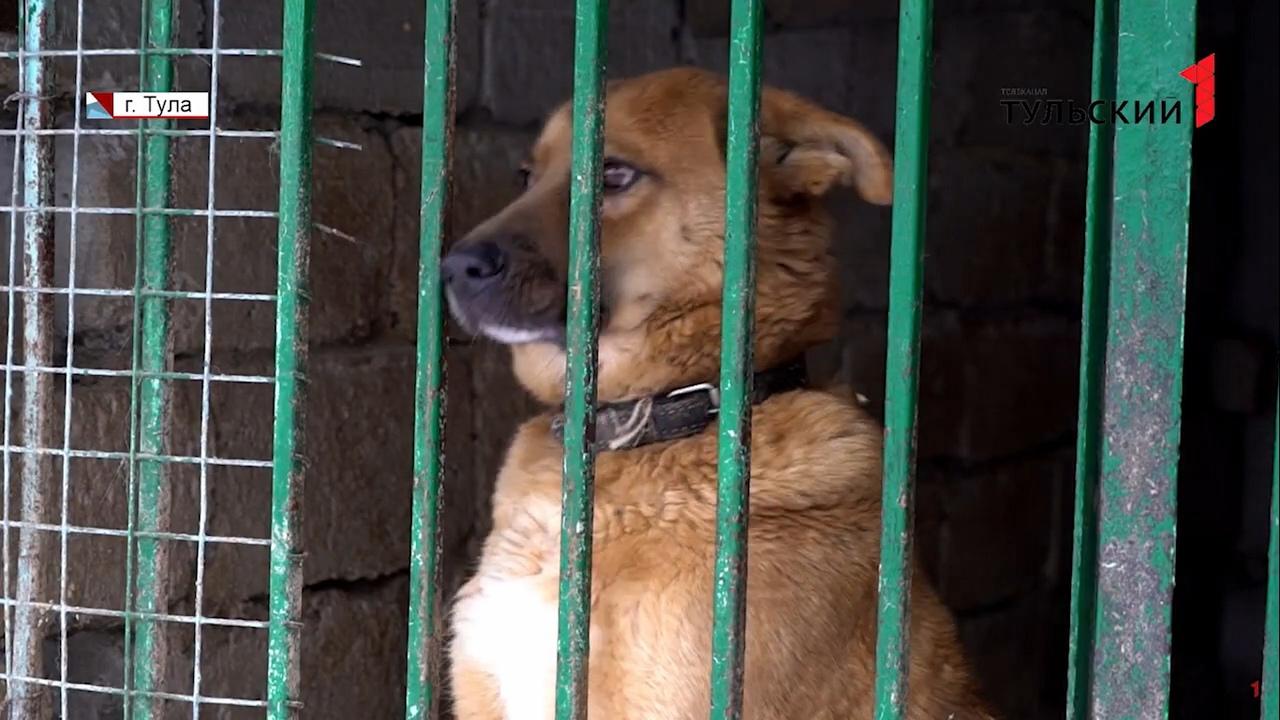 Собачий приют в Туле ищет кураторов для своих питомцев