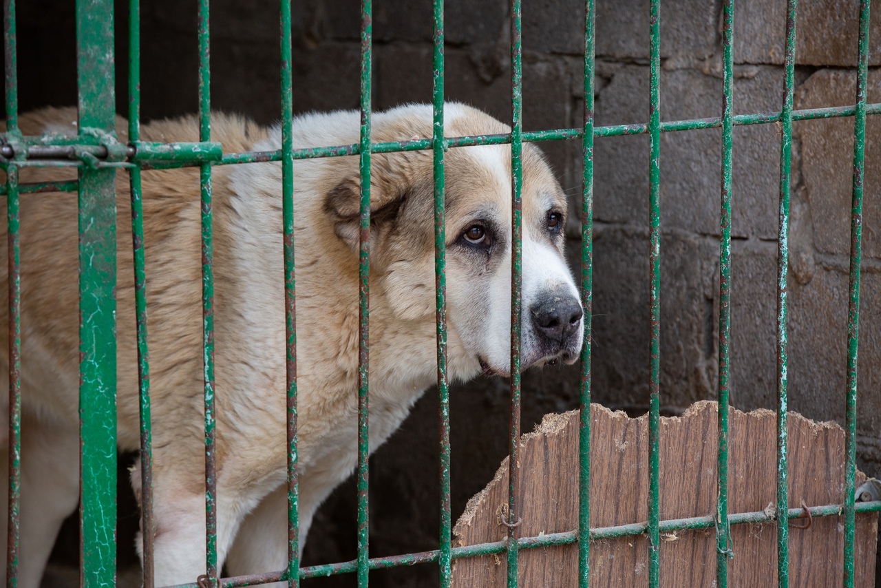 В Туле «День стольника» объявил Центр помощи животным «Любимец»