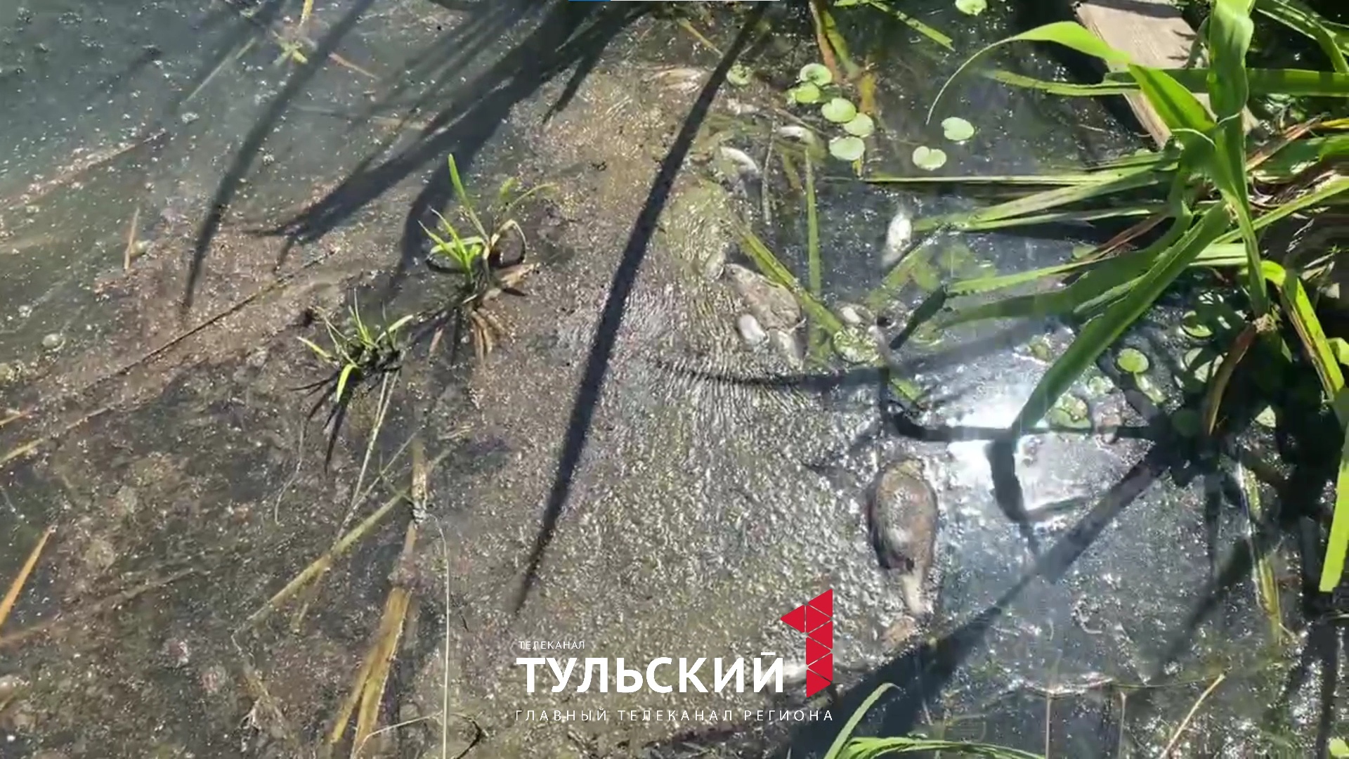 Названа причина массовой гибели рыбы в Щекинском водохранилище в Советске