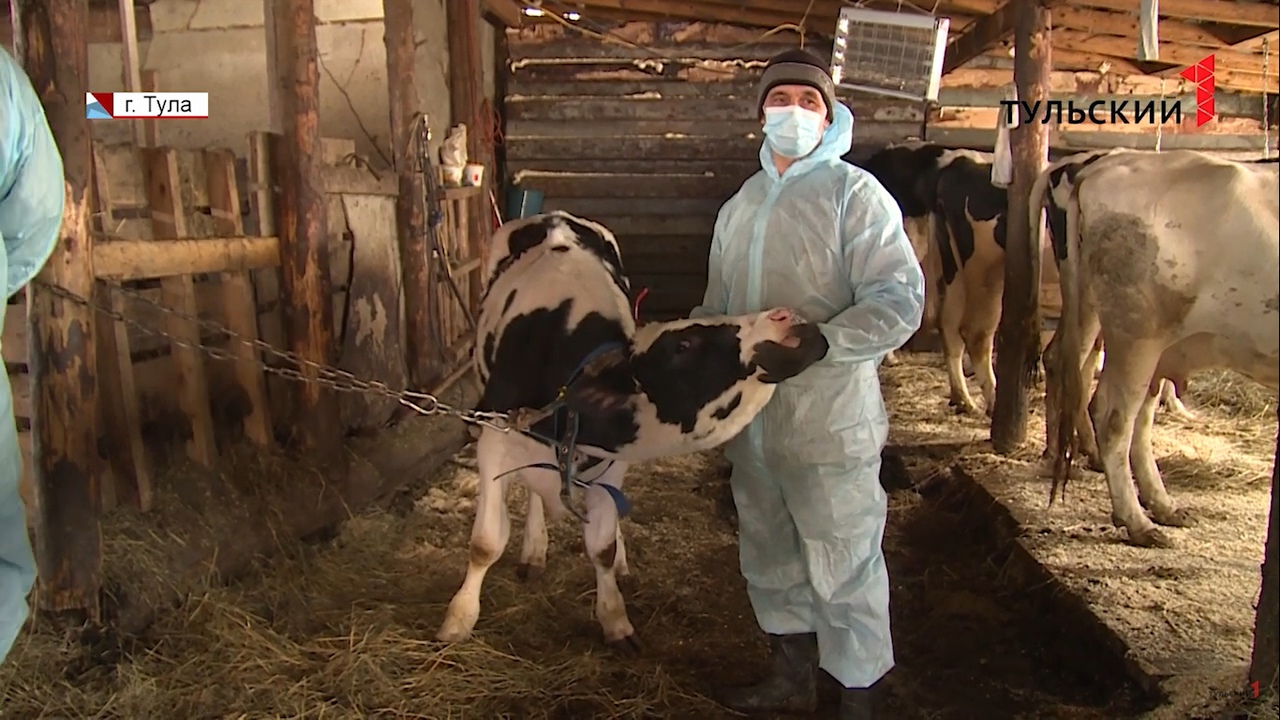 Защита от опасных инфекций: в Туле начали прививать коров от сибирской язвы