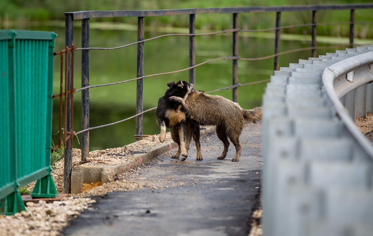 В Туле продолжается акция «Лапы дружбы»: жители города могут помочь животным
