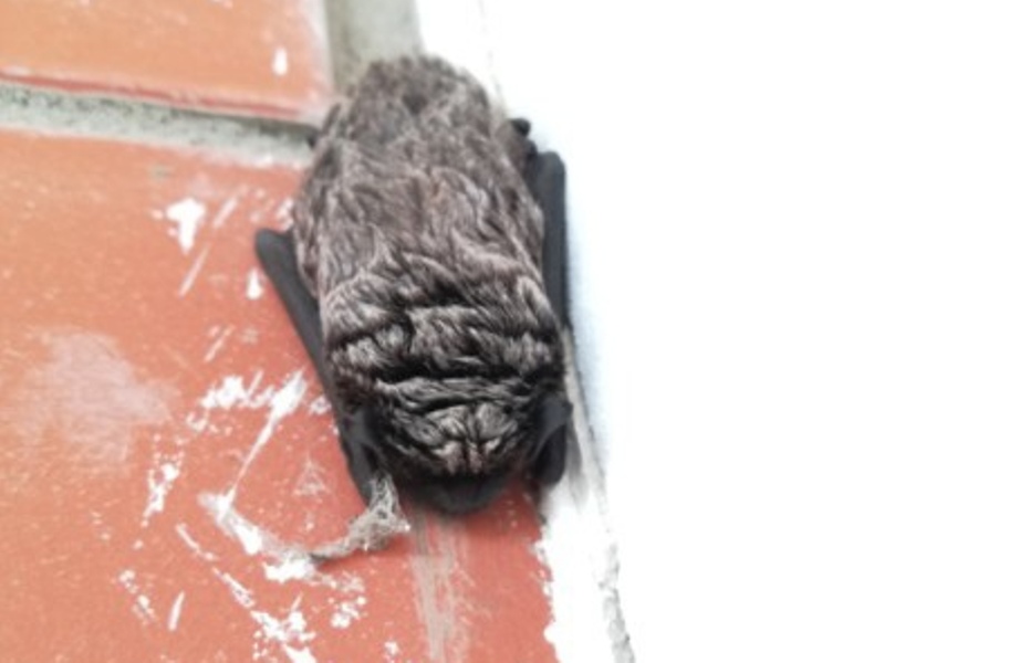 В Туле на балконе квартиры поселилась летучая мышь
