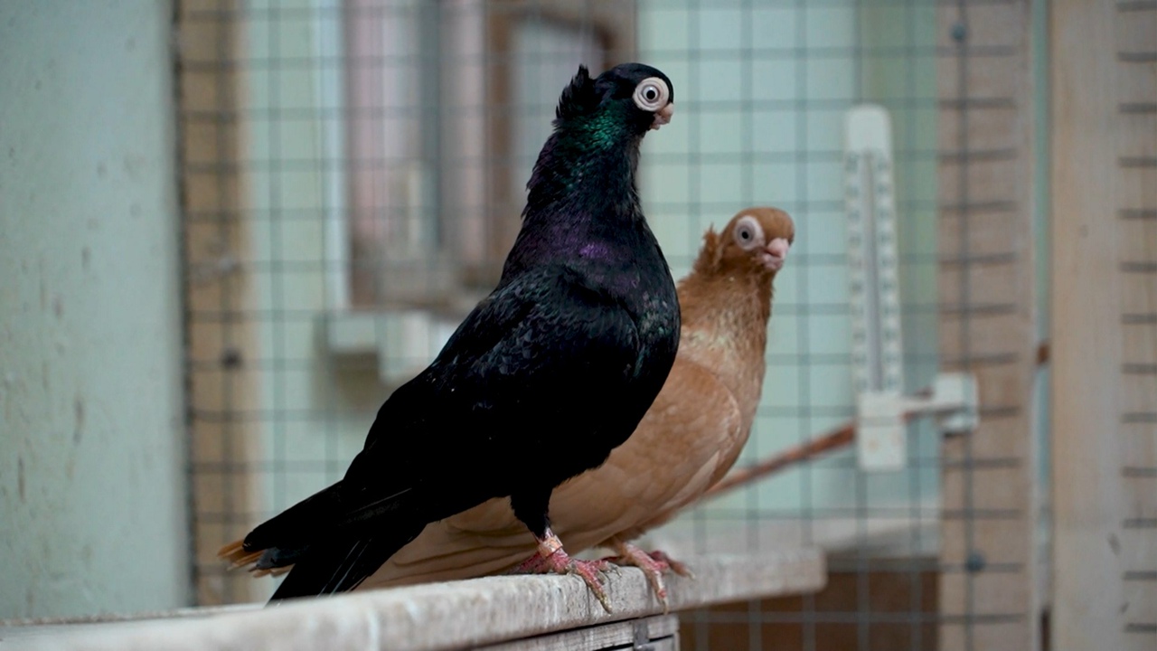 Тульский голубевод восстанавливает популяцию исчезающих видов птиц
