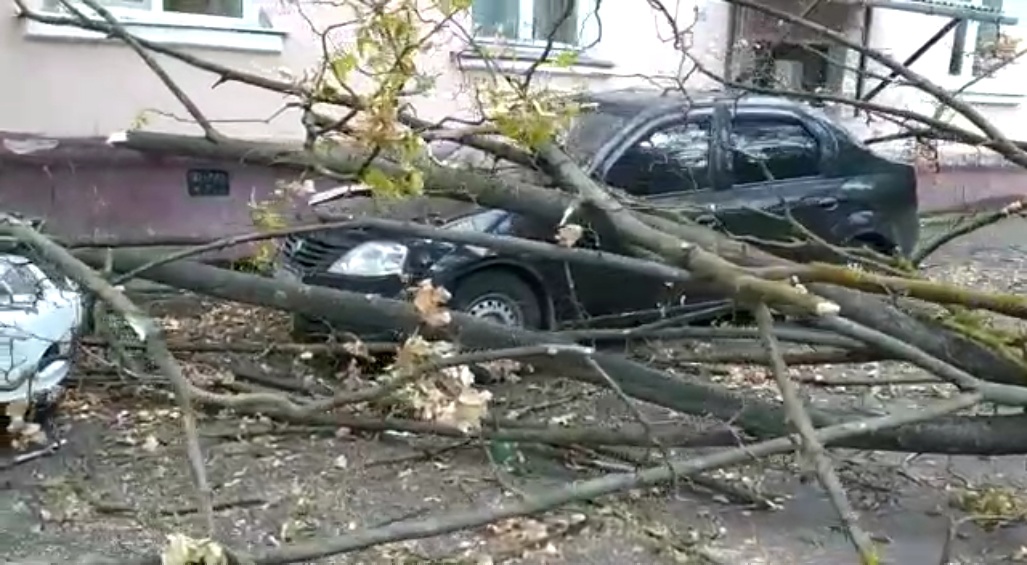 В Туле из-за сильного ветра дерево рухнуло на машины