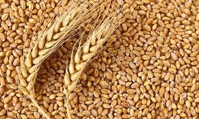 В Тульскую область завезли карантинное зерно ячменя и пшеницы