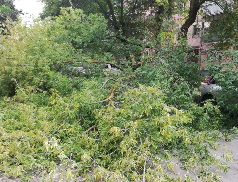 В Туле на улице Свободы на проезжую часть упало дерево