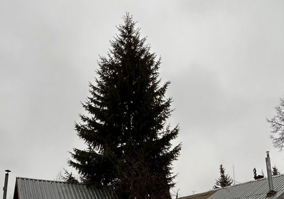В Туле выставили на продажу елку за 500 тысяч рублей