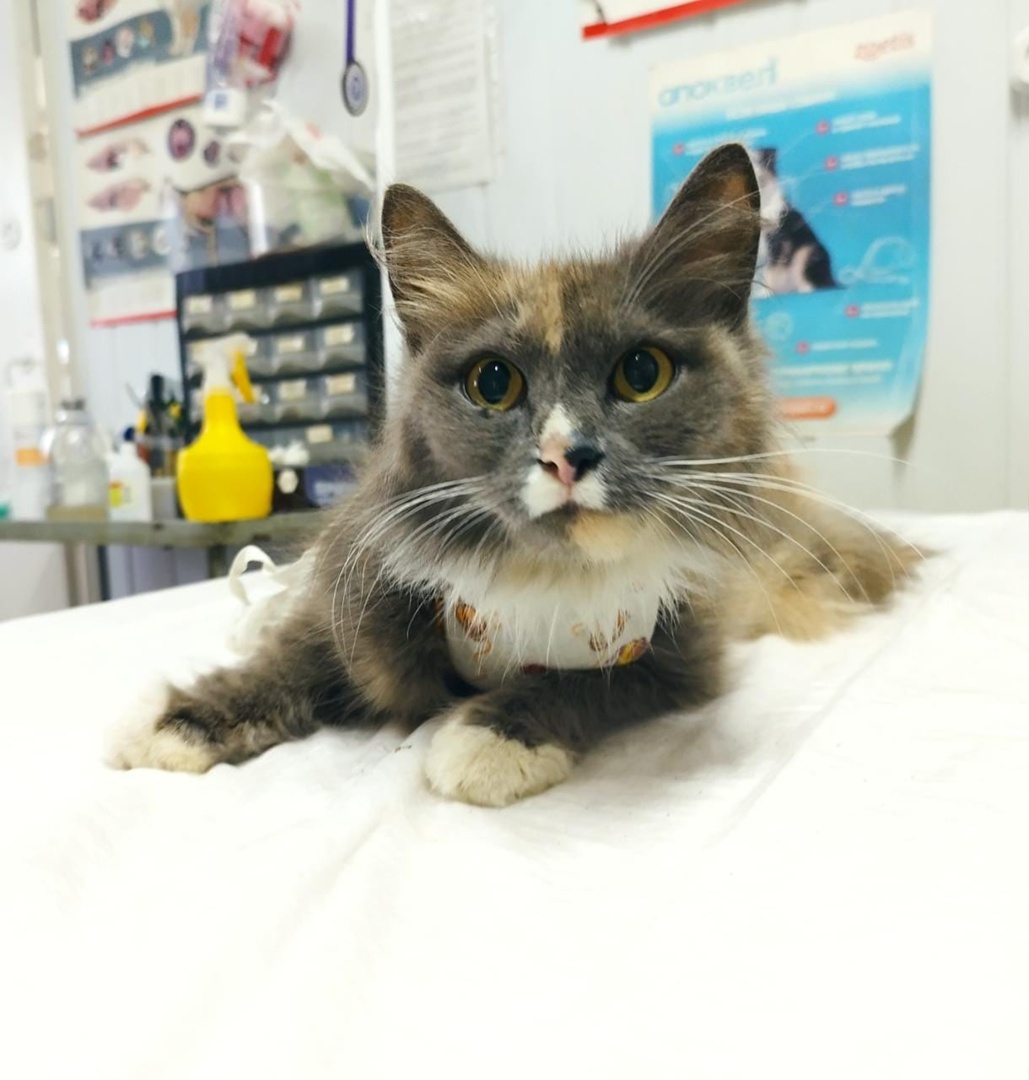 В Туле Центр «Любимец» просит помощи для кошек-погорельцев