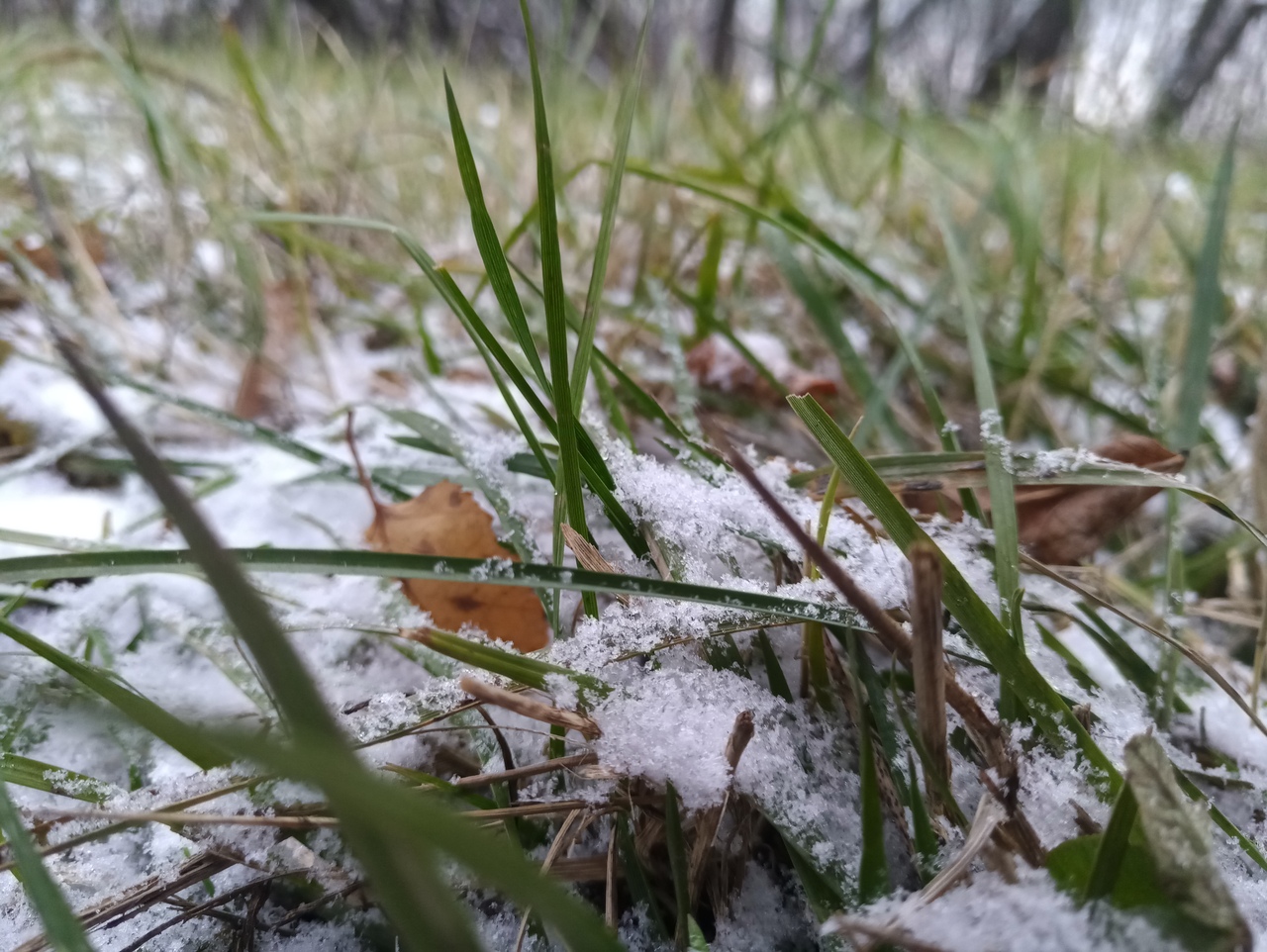 В Туле выпал долгожданный первый снег