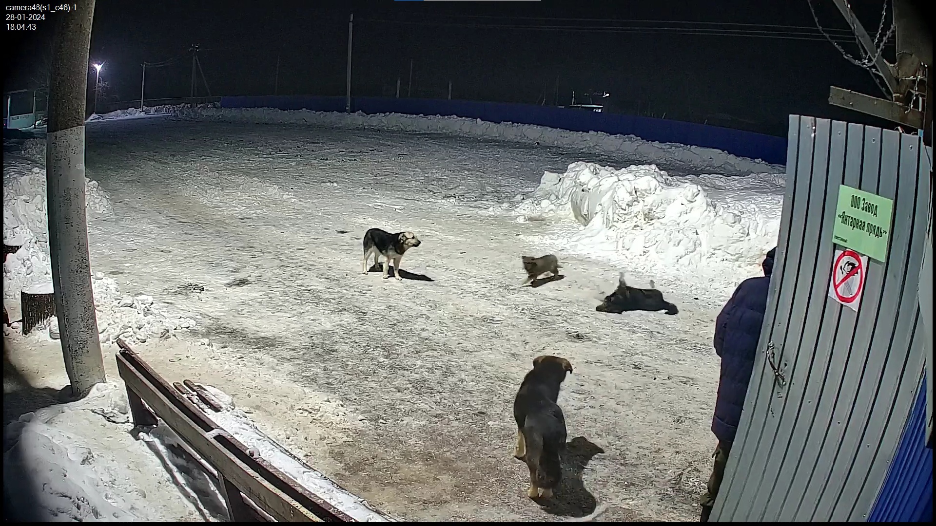 Массовое отравление собак под Веневом: гибель одного из животных попала на видео (18+)