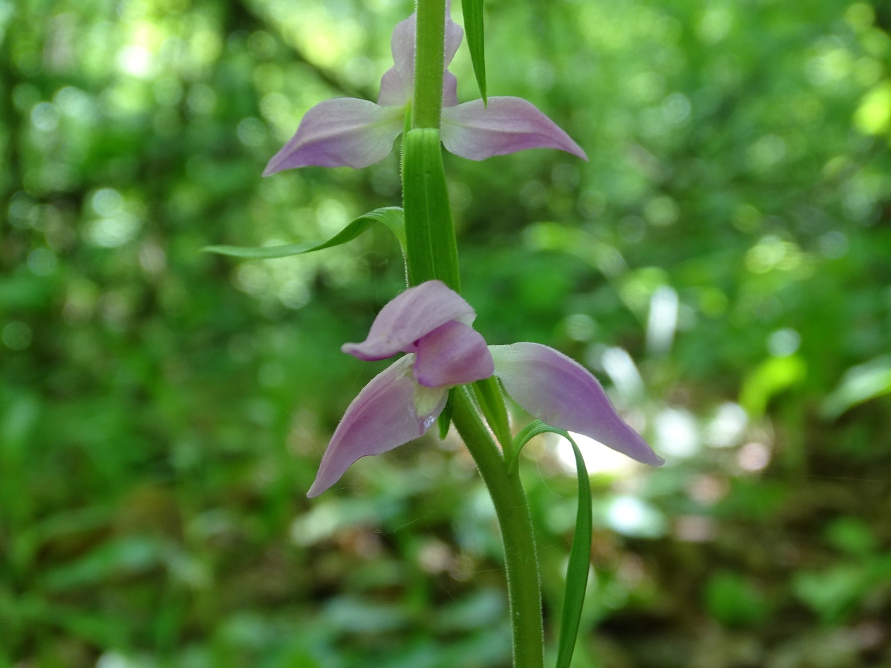 В Тульской области обнаружили редчайшую краснокнижную орхидею