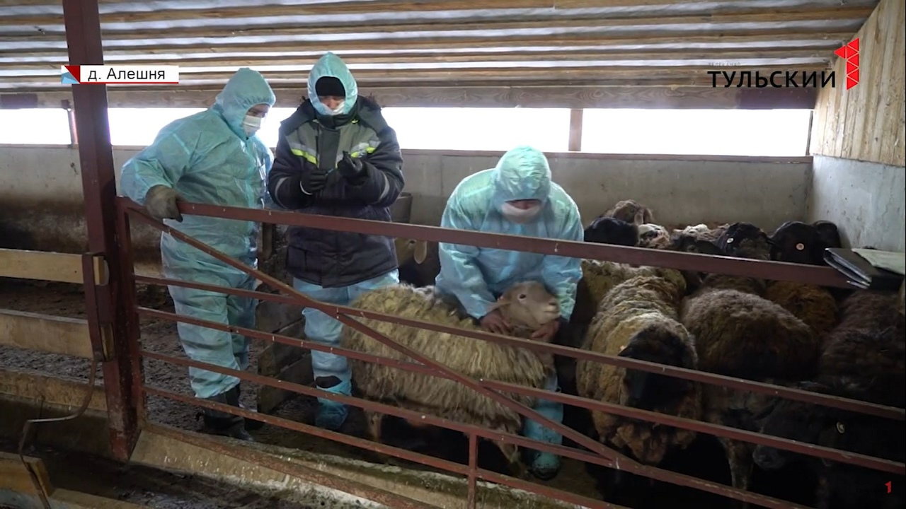 В Тульской области стартовала вакцинация домашнего скота: от каких болезней прививают питомцев