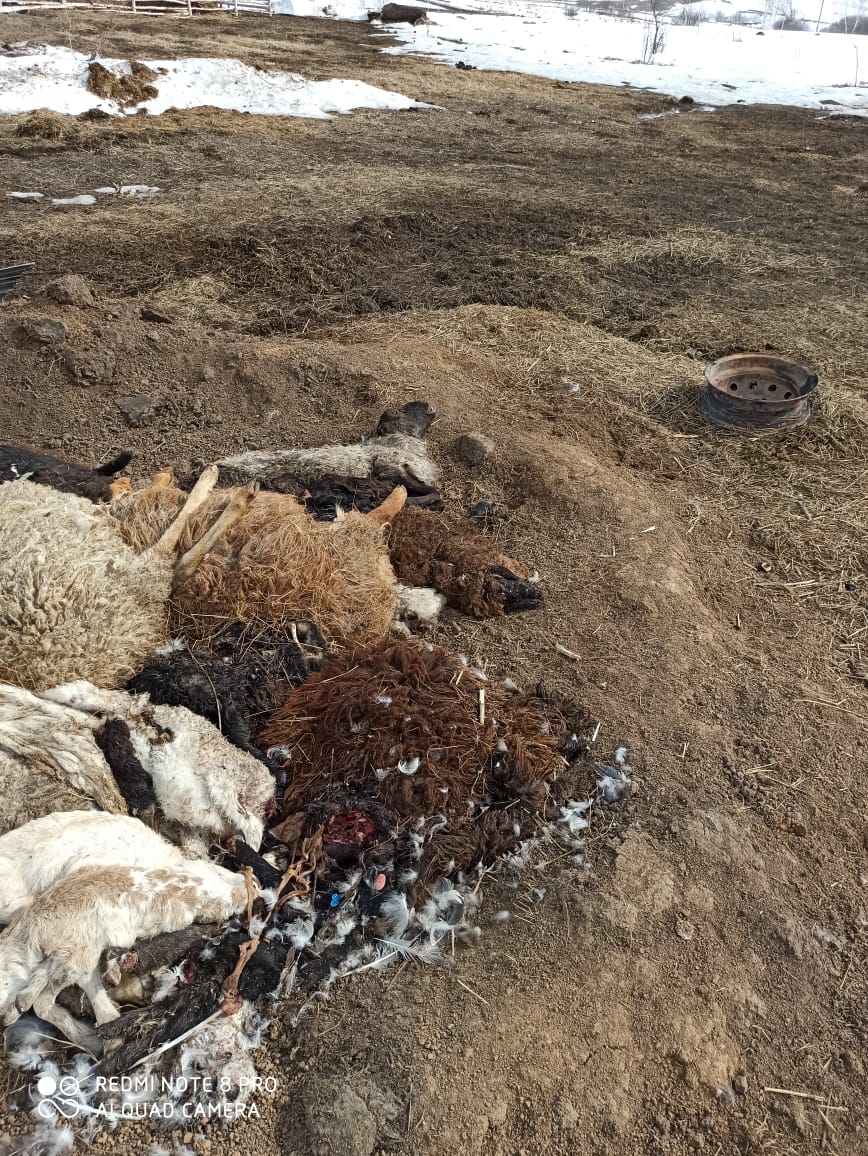 Массовая гибель овец под Тулой: хозяину выписали штраф