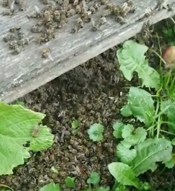 Тульские пасечники пожаловались на гибель пчел из-за обработки полей