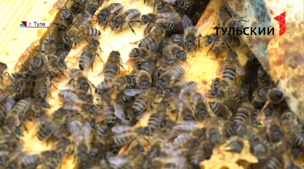 Вниманию пчеловодов: в Алексине поля начали обрабатывать химикатами
