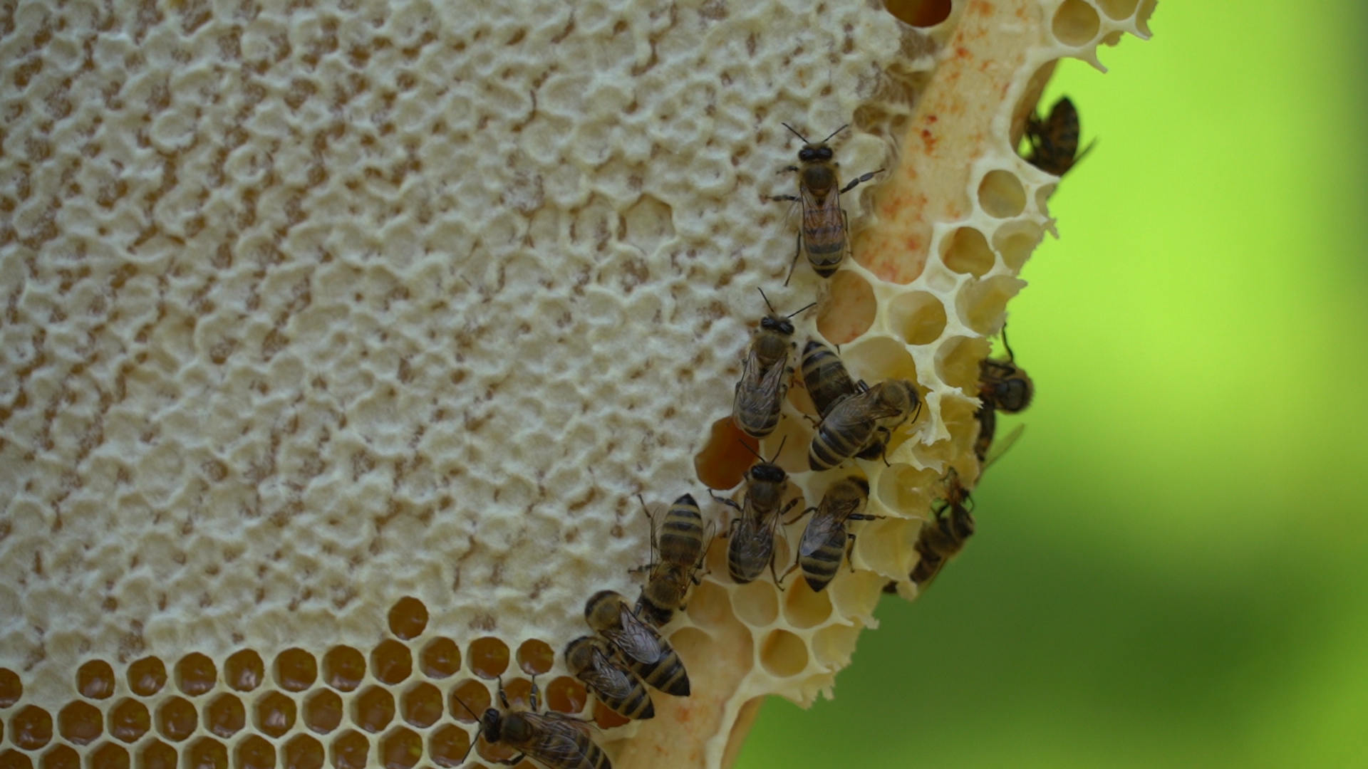 Сколько будет стоить липовый мед: пасечники делятся прогнозами на урожай