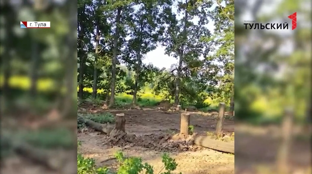  В Туле строители ЖК «Молодежный» вырубили полувековые дубы
