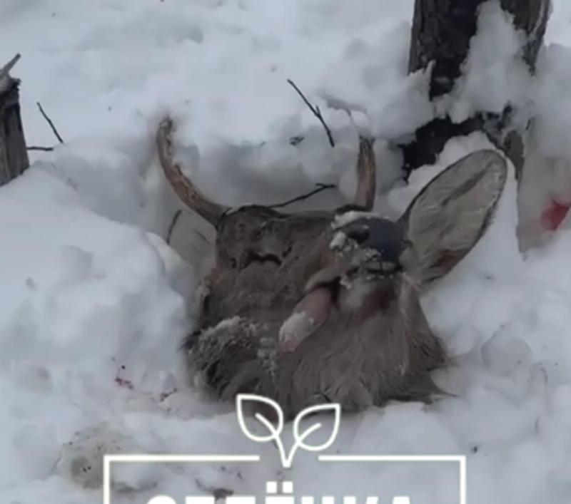 В Алексине в лесу поймали браконьеров, разделывающих убитого оленя (18+)