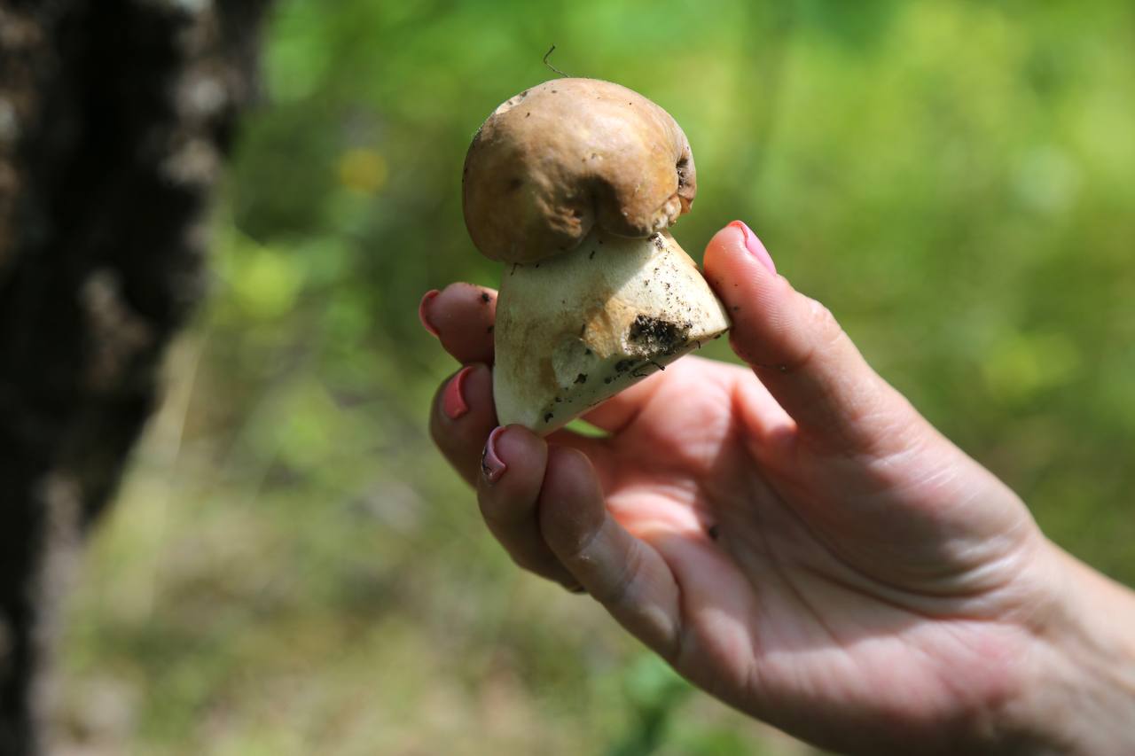 Туляков могут оштрафовать за миллион рублей за сбор грибов