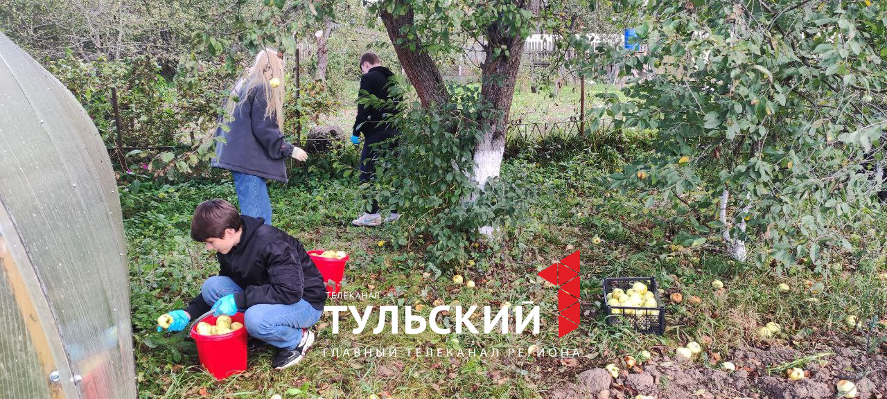 Алексинские "тимуровцы" помогают пенсионерам собирать урожай