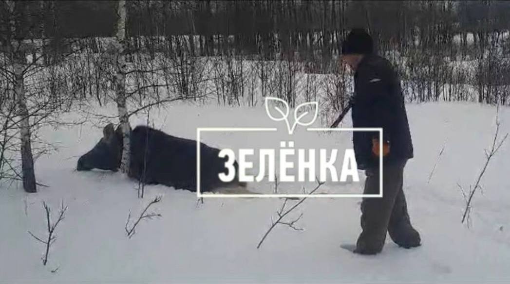 В Суворовском районе браконьеры убили беременную лосиху