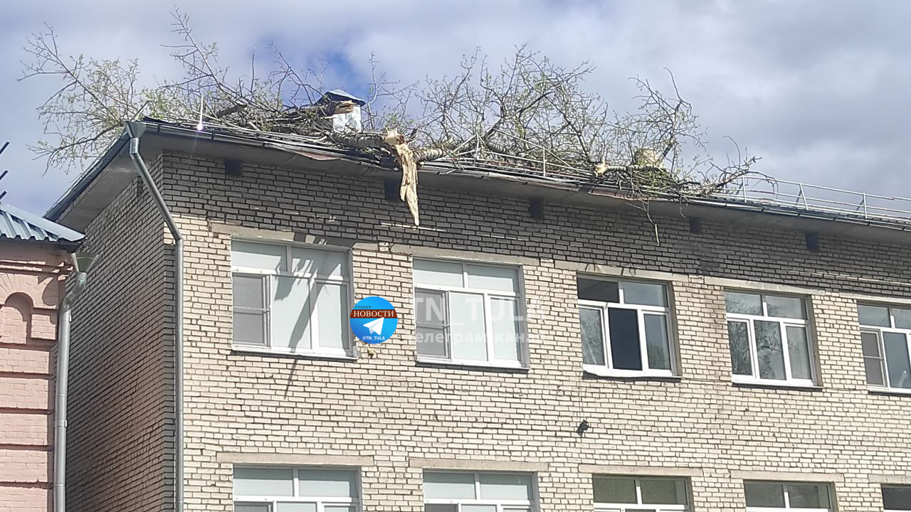 В Туле на крышу детского интерната упало дерево