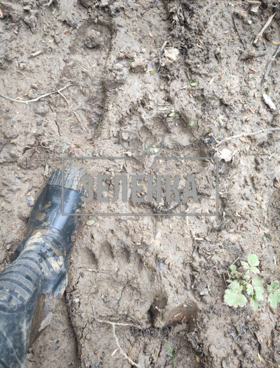 В лесу под Тулой обнаружили следы бурого медведя