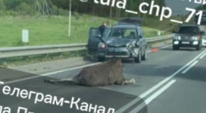 В Туле на Калужском шоссе сбили лося