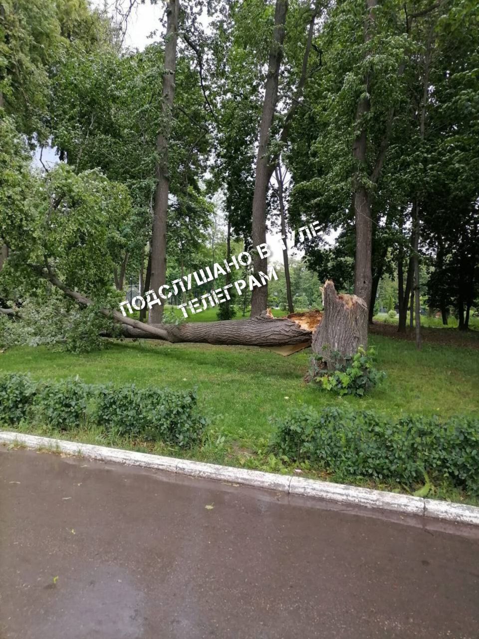 В Тульской области из-за сильного ветра начали падать деревья