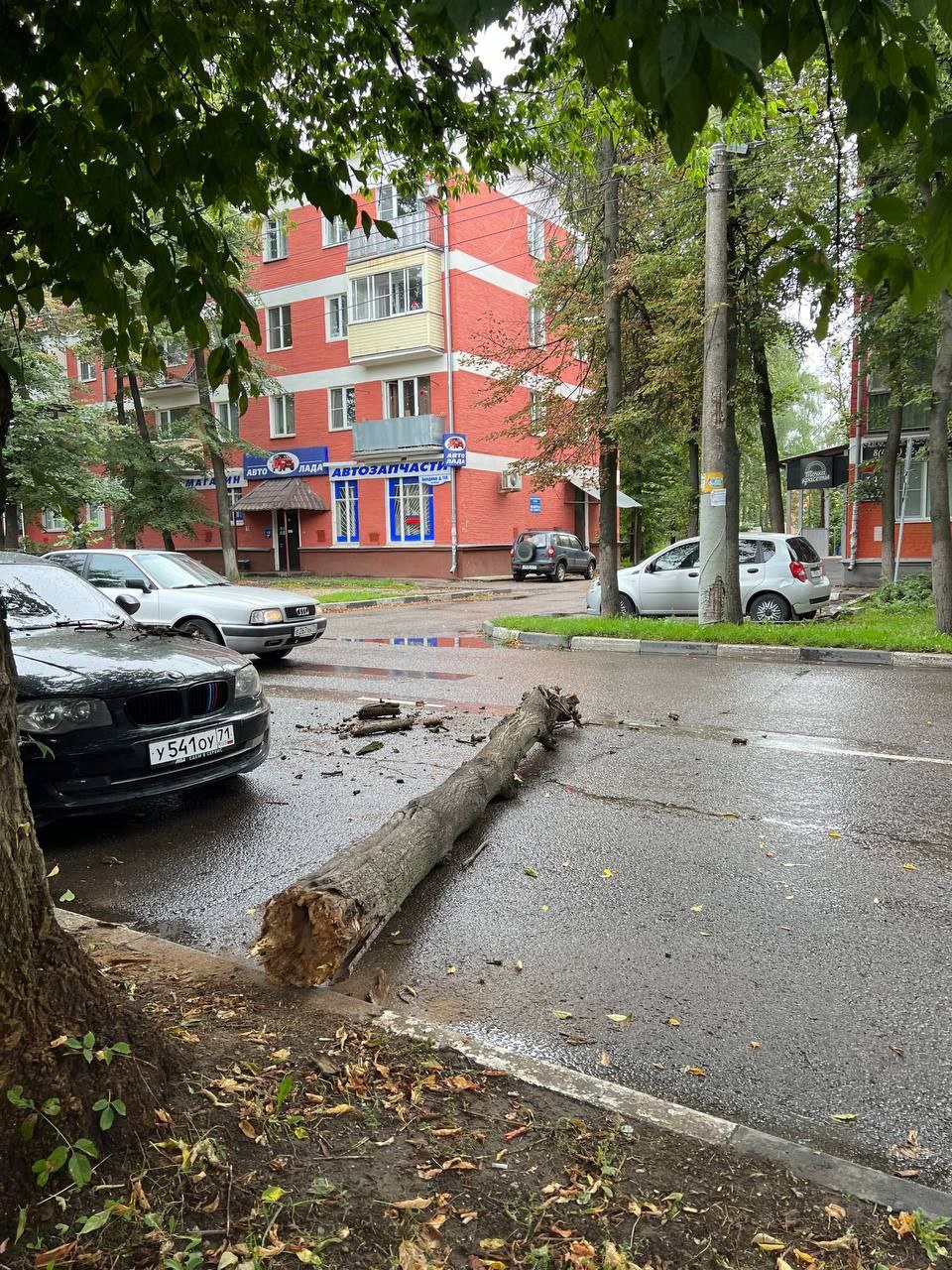 На улице Болдина в Туле дерево упало на автомобиль | 12.08.2023 | Тула -  БезФормата