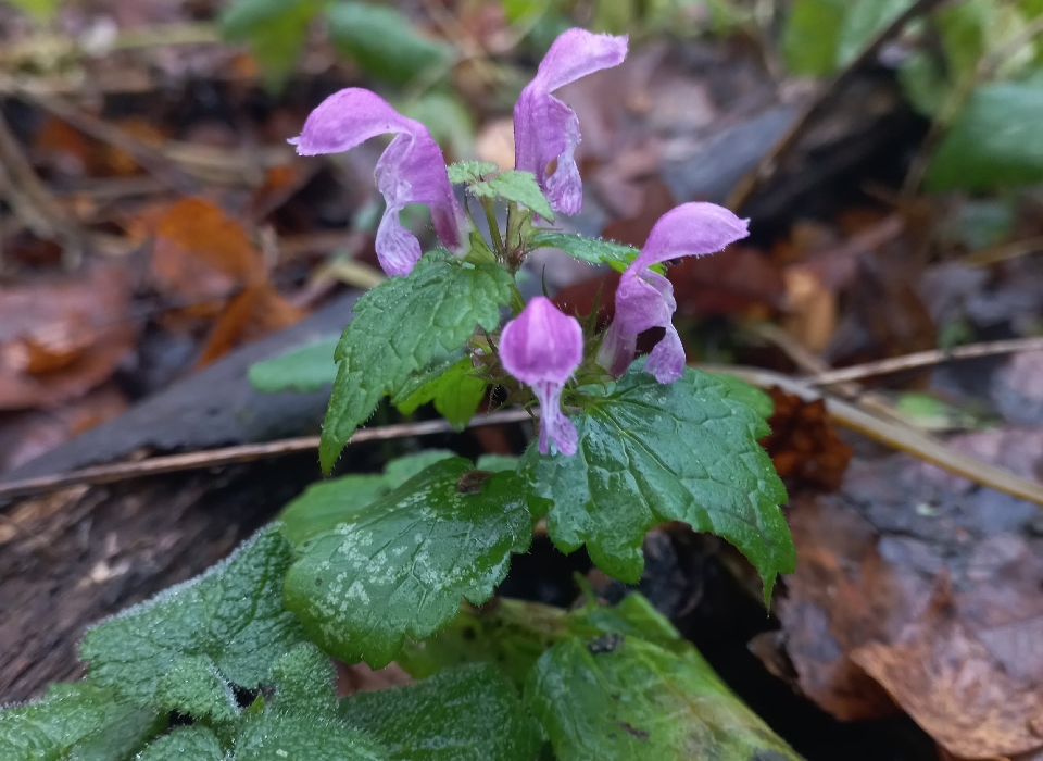Под Тулой в ноябре зацвела яснотка крапчатая 