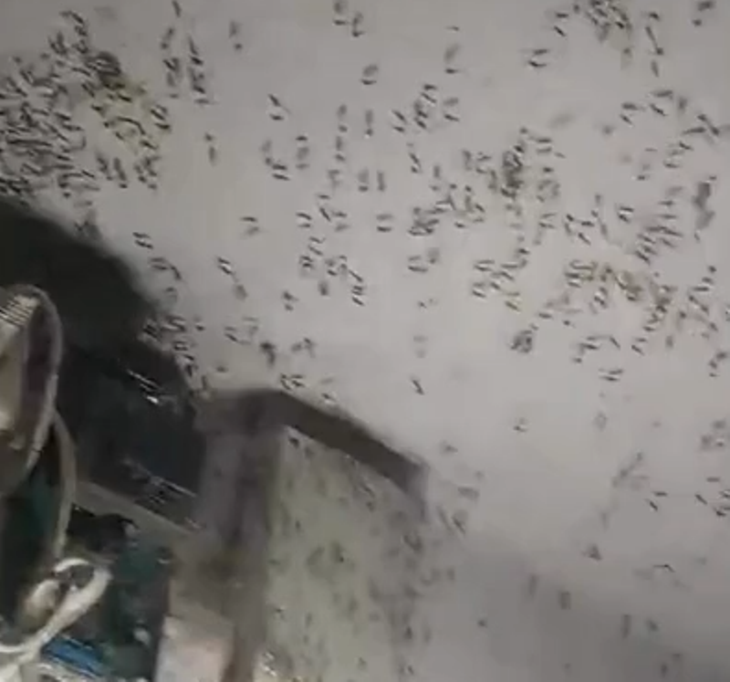 Стены подъездов многоэтажек в Тульской области облепили комары