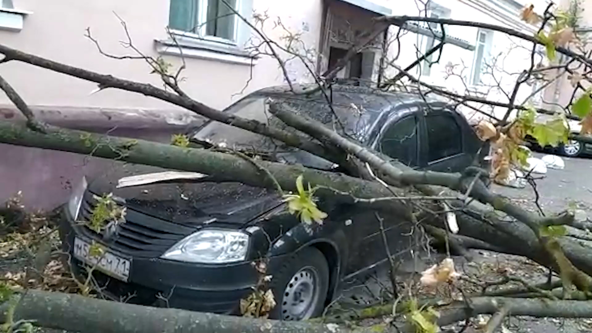 Туляки несколько раз просили УК спилить сухое дерево: во время непогоды оно  упало на машину - Новости Тулы и области - 1tulatv