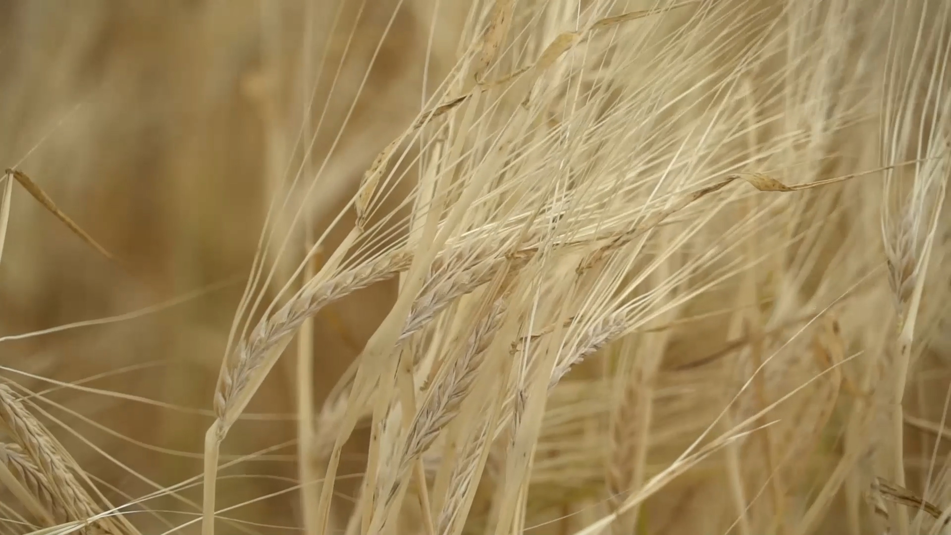 В Тульскую область привезли 20 тонн карантинной пшеницы