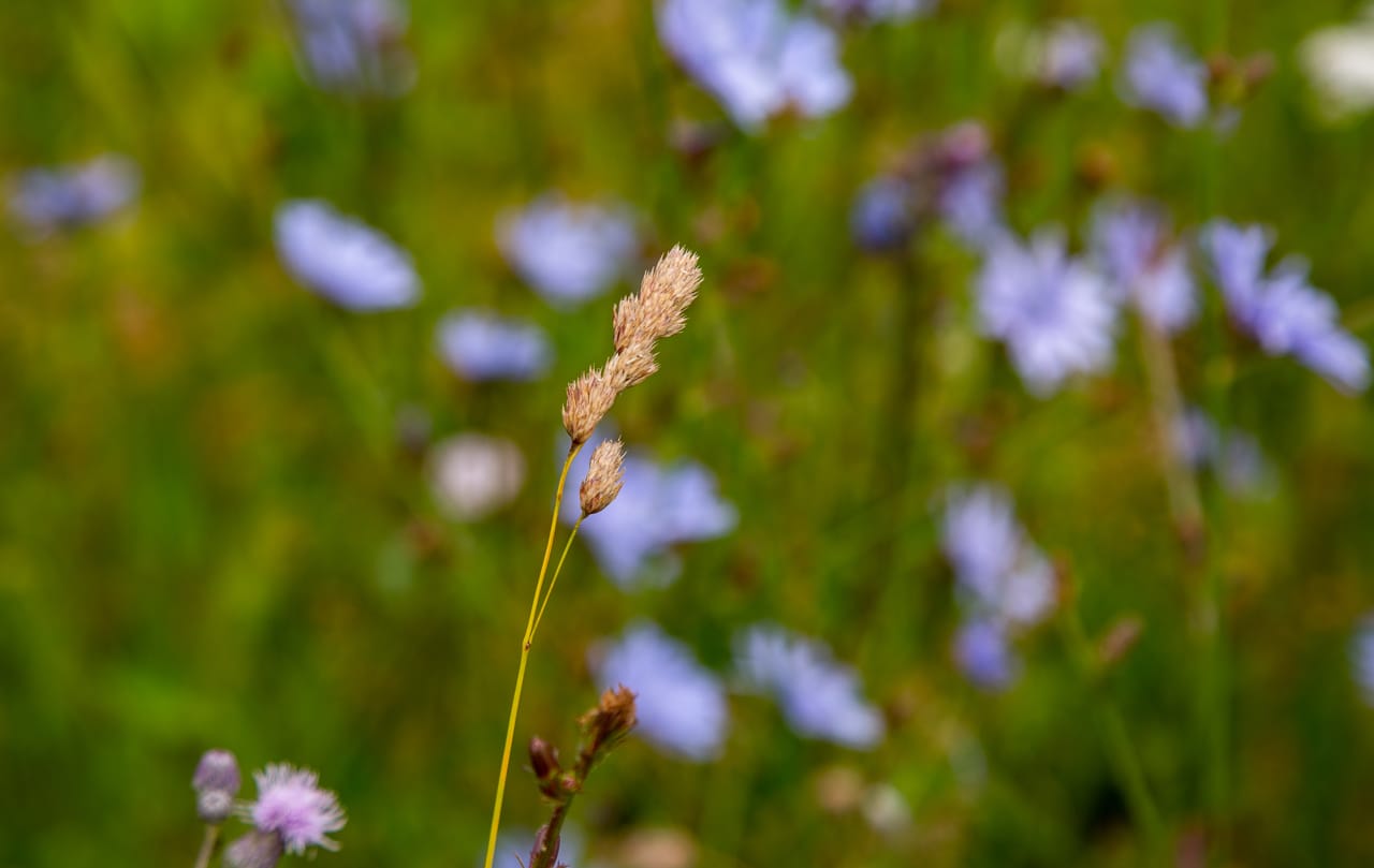 В Ефремове упразднили карантинную зону по повилике