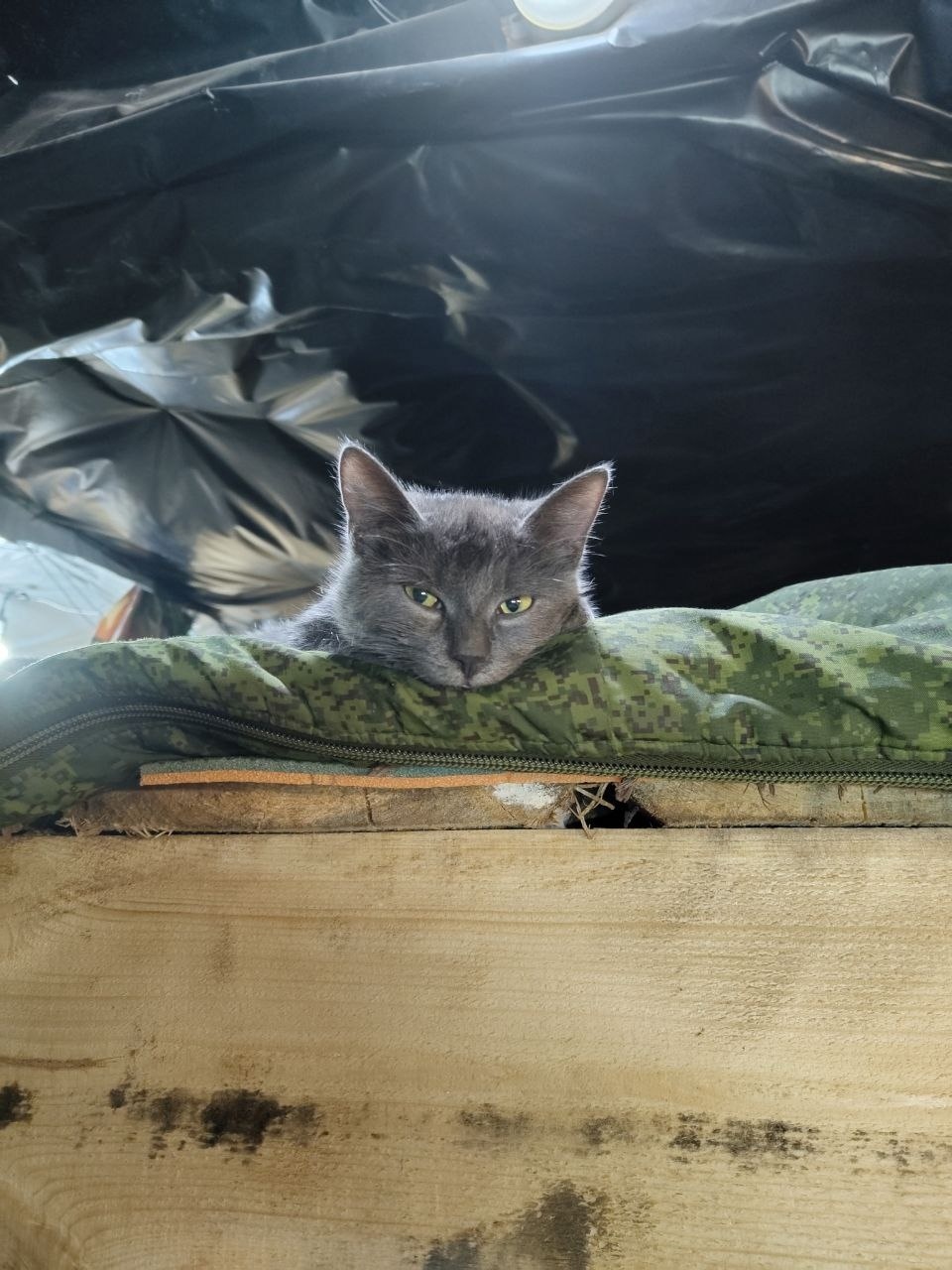 Мобилизованный из Тульской области приютил котенка из разрушенной деревни