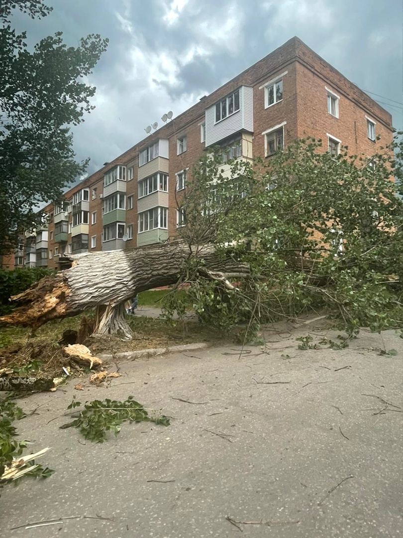 В Алексине из-за сильного ветра дерево упало на машины
