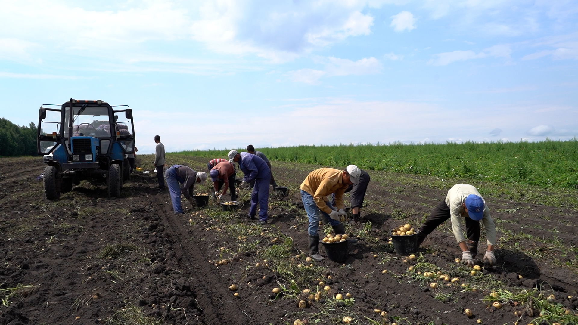 Куст за кустом: в Тульской области проверили сельхозугодья на вредителей и болезни