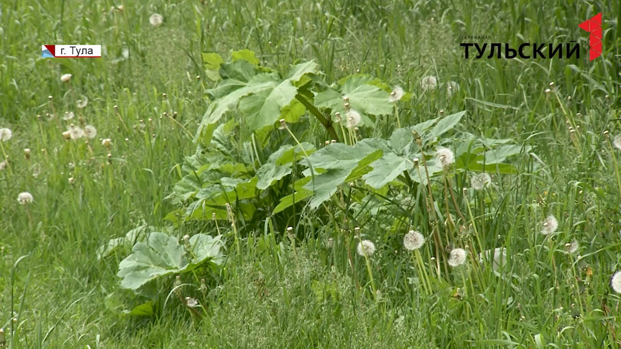 Борщевик в центре Тулы: почему ядовитое растение выигрывает бой у администрации города