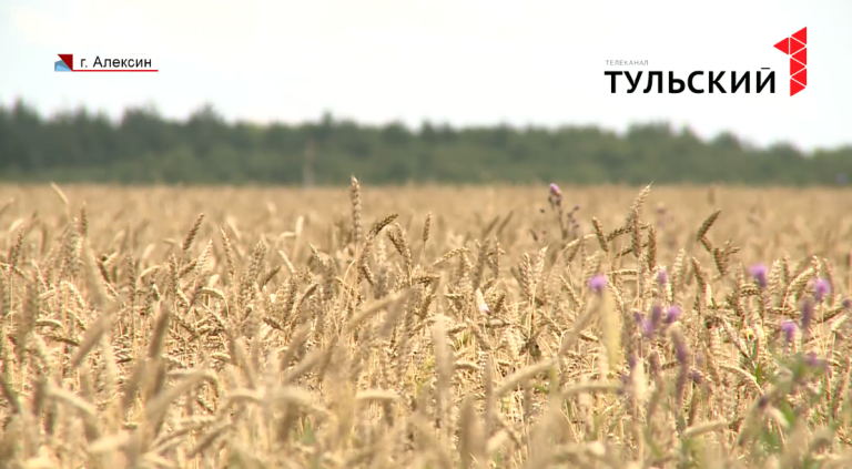 На тульскую ферму пришло 15 тонн карантинных семян пшеницы