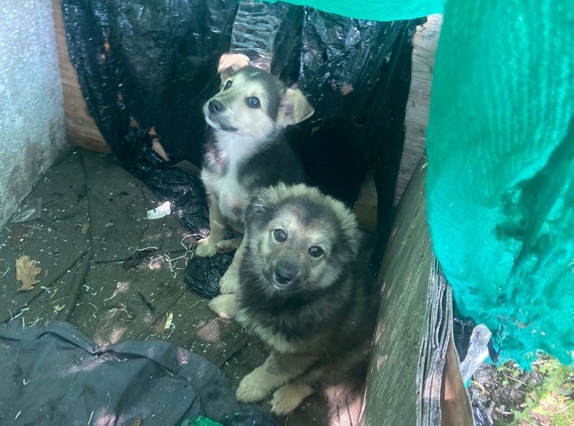 Тульский центр помощи бездомным животным «Любимец» просит взять подброшенных щенков