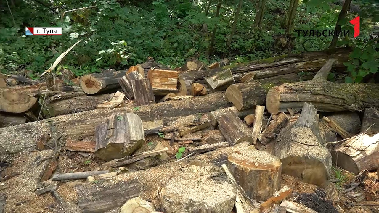 Жителя Санкт-Петербурга осудили за незаконную рубку леса в Тульской области