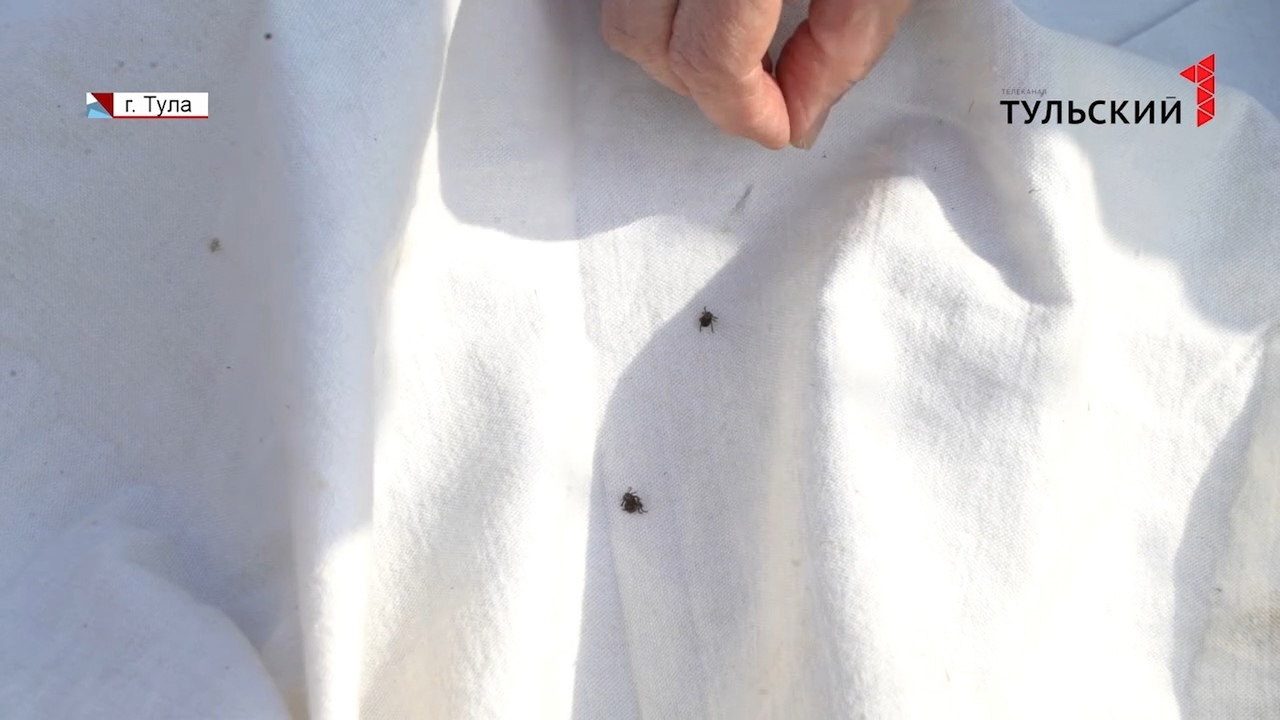 Тулякам напомнили о прививках против клещевого энцефалита