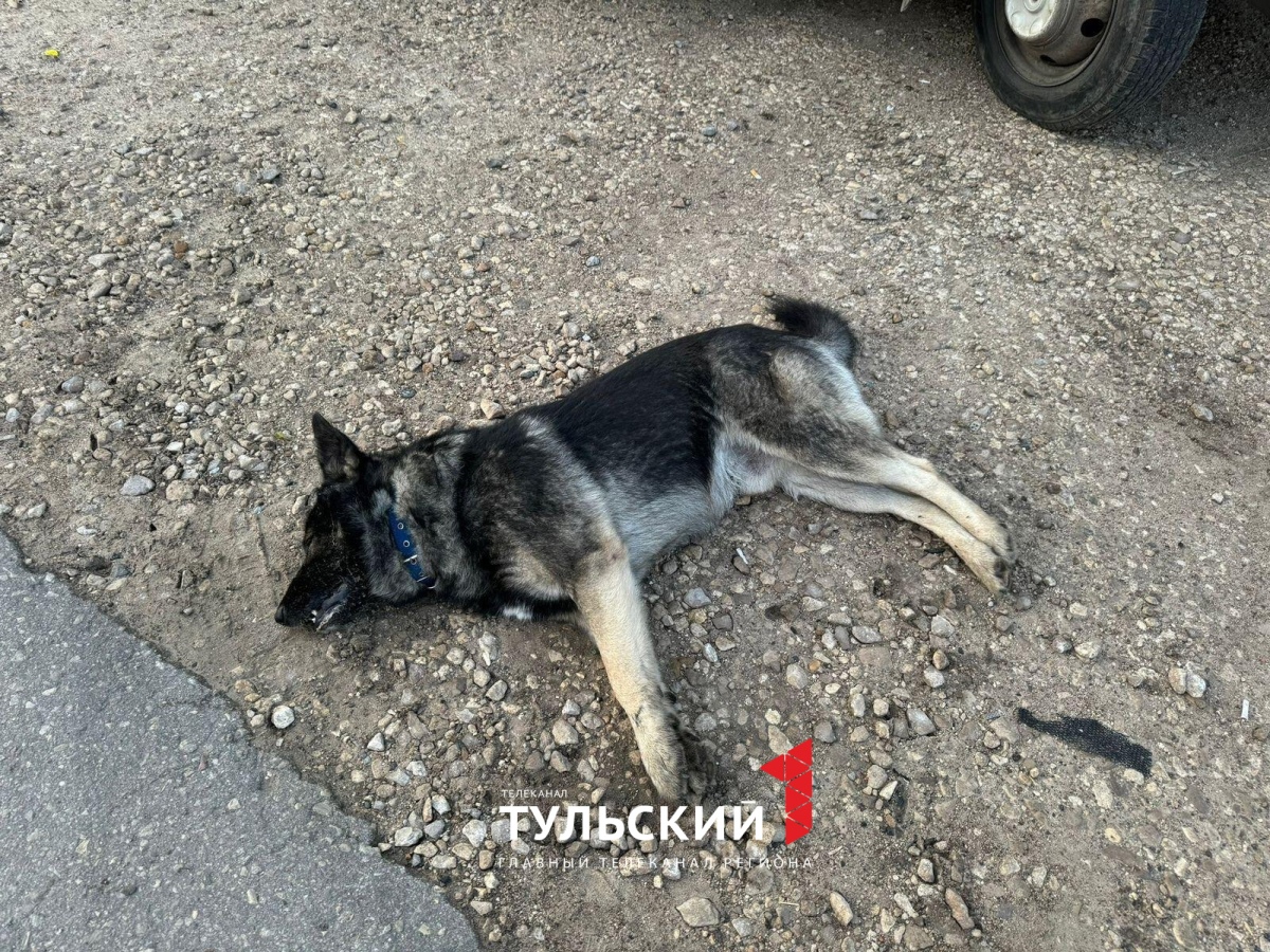 Жители Донского сообщили о массовом отравлении собак