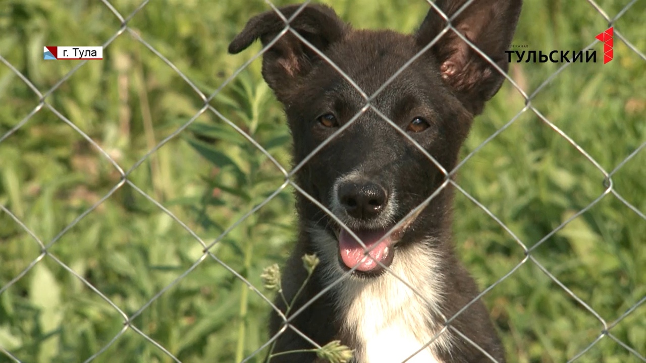 В Туле ищут новый дом для двух брошенных 4-месячных щенков
