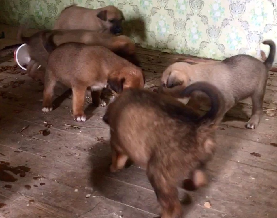 Выброшенные на свалку щенки из Ясногорска ищут любящих хозяев