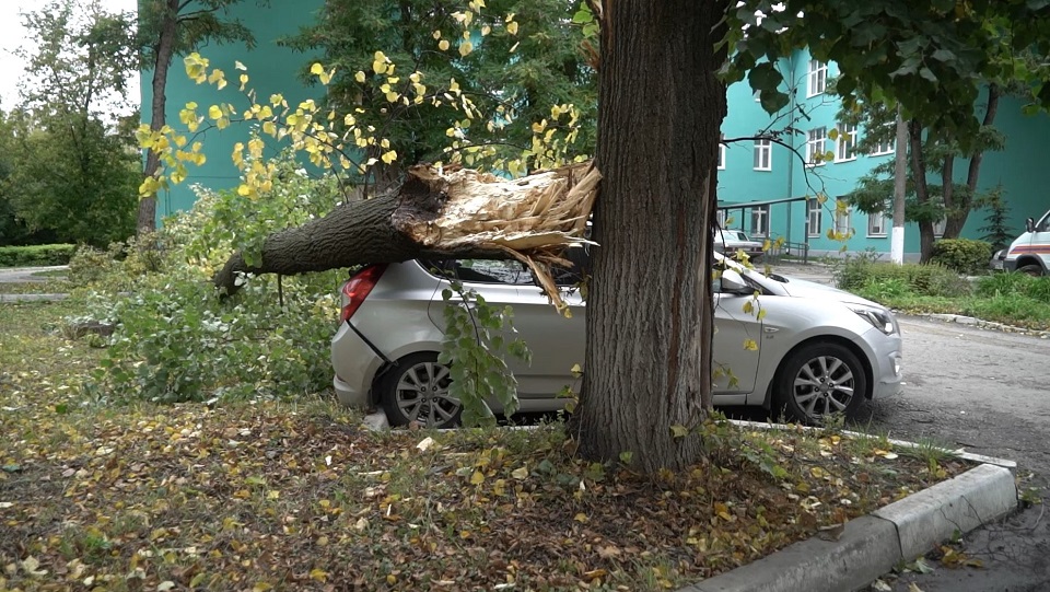Как тулякам получить компенсацию после падения дерева на машину: пошаговая инструкция