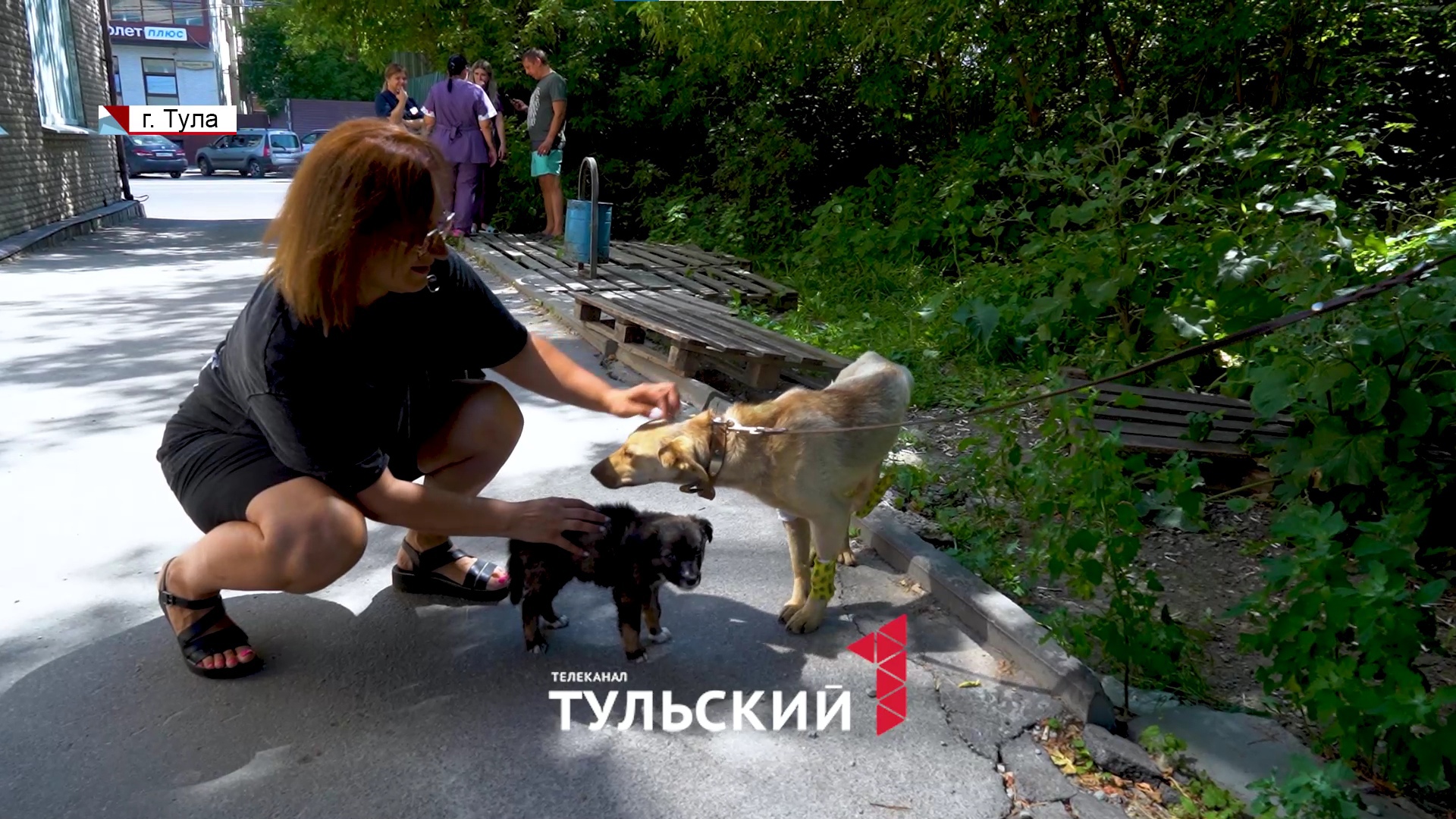 В Тульской области месячный щенок почти ослеп после жестокого избиения
